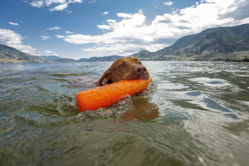 dog retrieving dummy