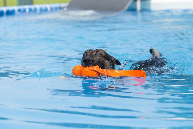 Dog Retrieving A Toy And Playing In Pool Stock Image Image of agility