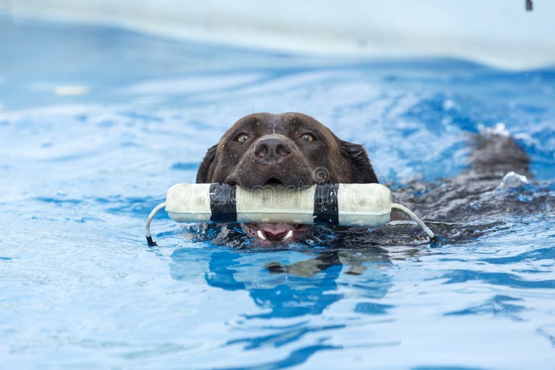 Dog Retrieving a Toy and Playing in Pool Stock Image Image of