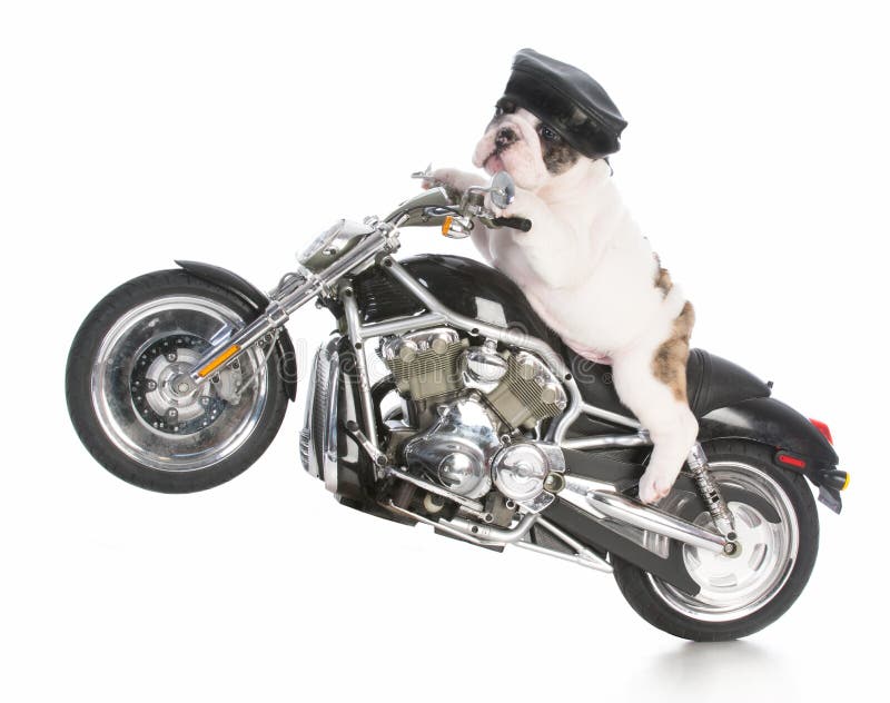 Dog riding motorcycle stock image. Image of isolated - 72245971