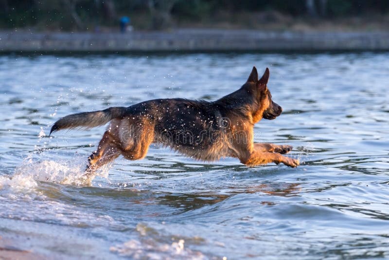 Dog in river stock image. Image of play, animal, outside 77123943