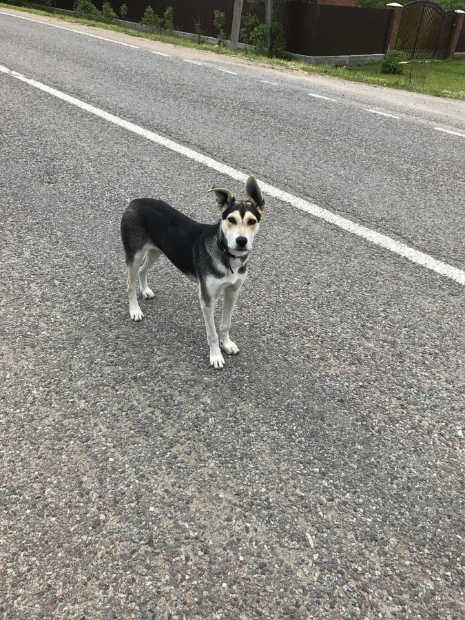 1,407 Dog Tramp Stock Photos Free & RoyaltyFree Stock Photos from Dreamstime