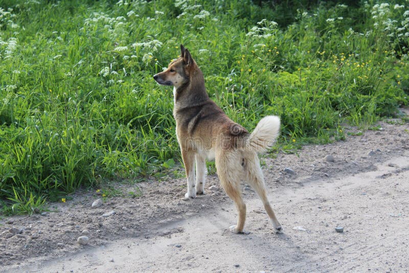 dog-road-looking-distance-photo-pet-towards-meadows-man-s-best-friend-protects-grass-green-flowers-time-year-151817062.jpg