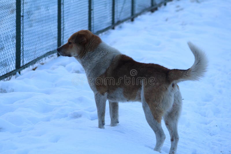 Dog roaming over snow in Gulmarg Village in the middle of Himalaya mountain at Kashmir