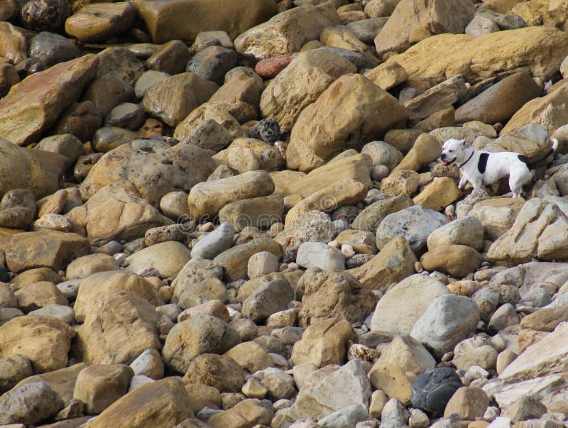 Dog on Rocks