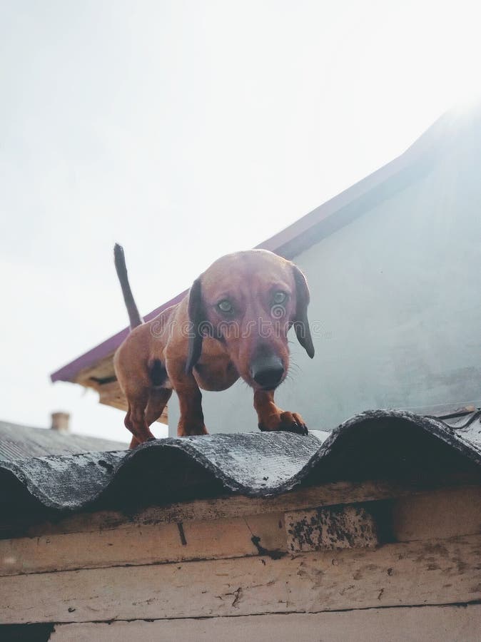 Dog at roof stock image. Image of taksa, nastydog, doggy - 150235627