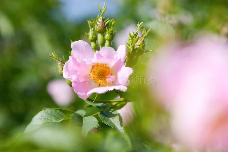 A dog-rose