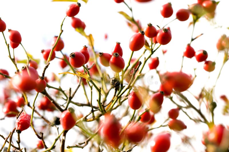 Dog rose royalty free stock photo