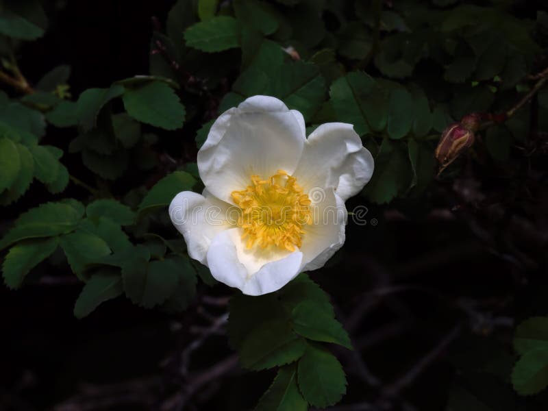 Dog Rose in Bloom in British Countryside stock photo