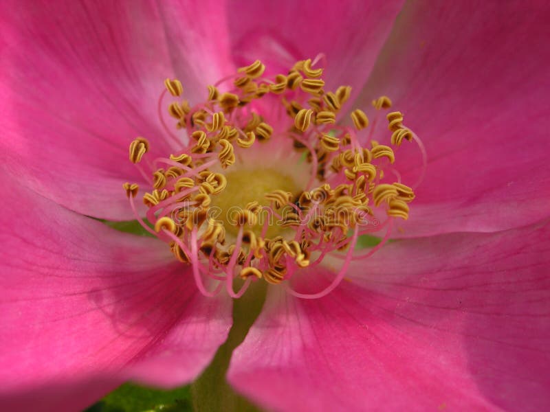 Dog rose close up background