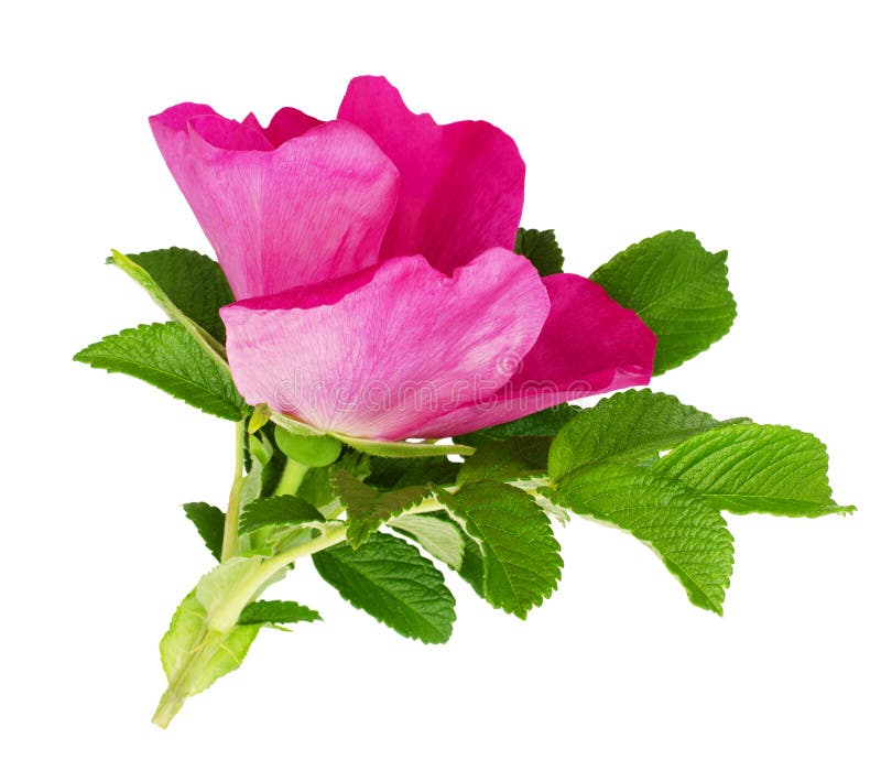 Dogrose flower and leaves stock image. Image of leaves 95972123