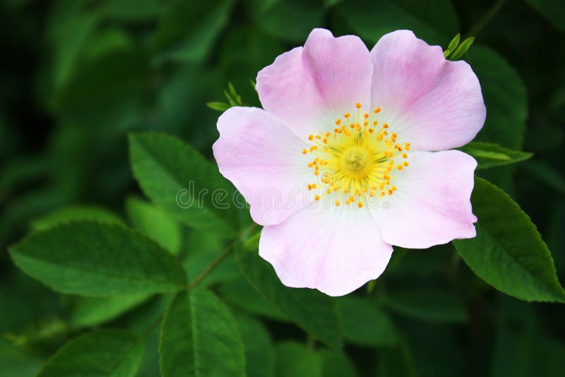 Dog rose flower stock photo. Image of garden, plant, rose 41160962
