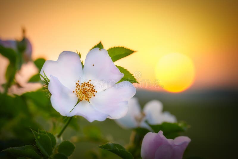 Dog rose flower in s sunset light at springtime