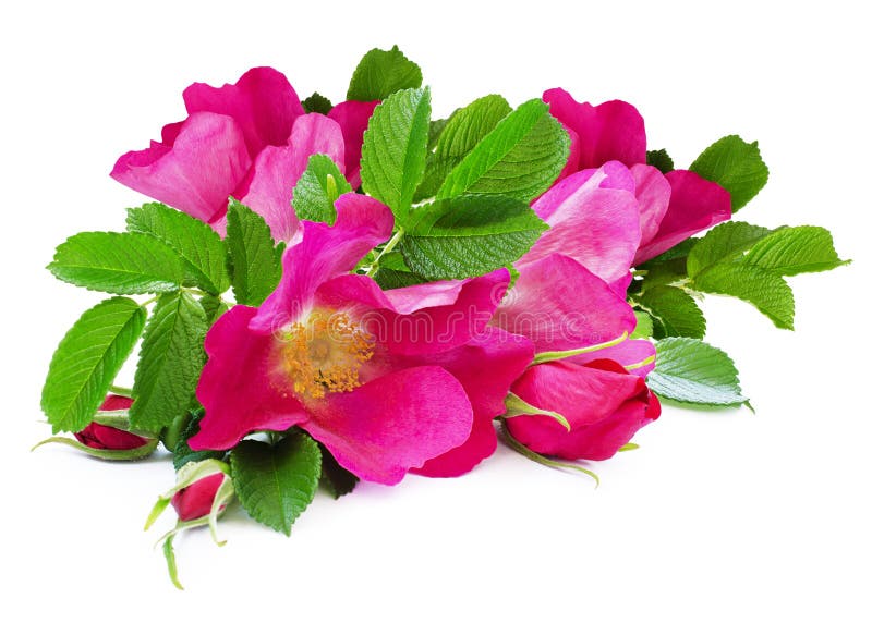 1,181,229 Flowers Bouquet Stock Photos Free & RoyaltyFree Stock