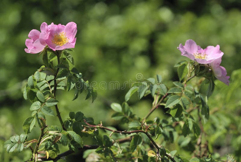 Dog Rose