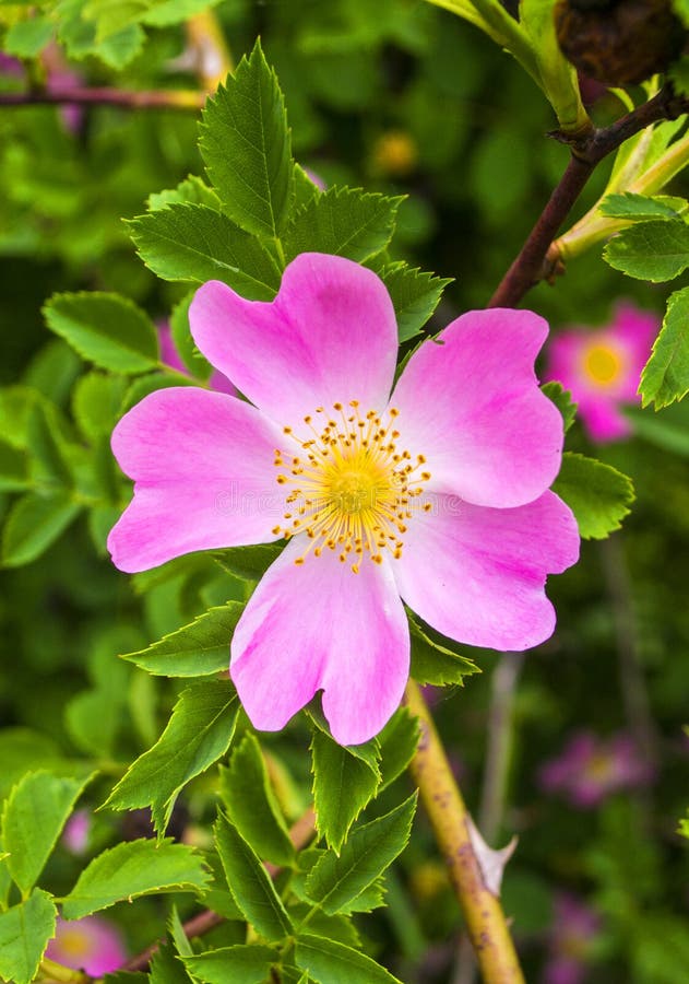 Dogrose stock image. Image of fruit, alberta, leaf, macro 59021885