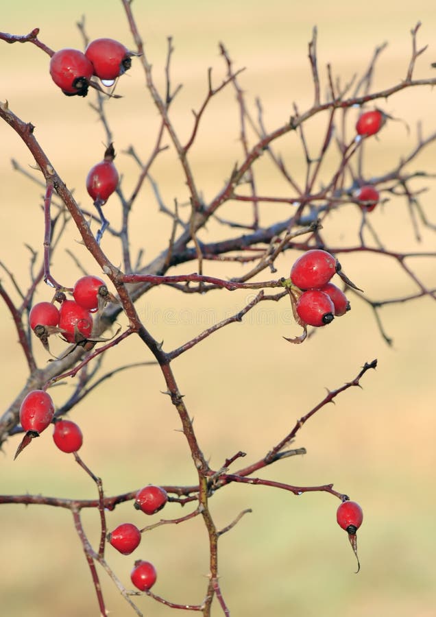 Dog Rose fruits stock image