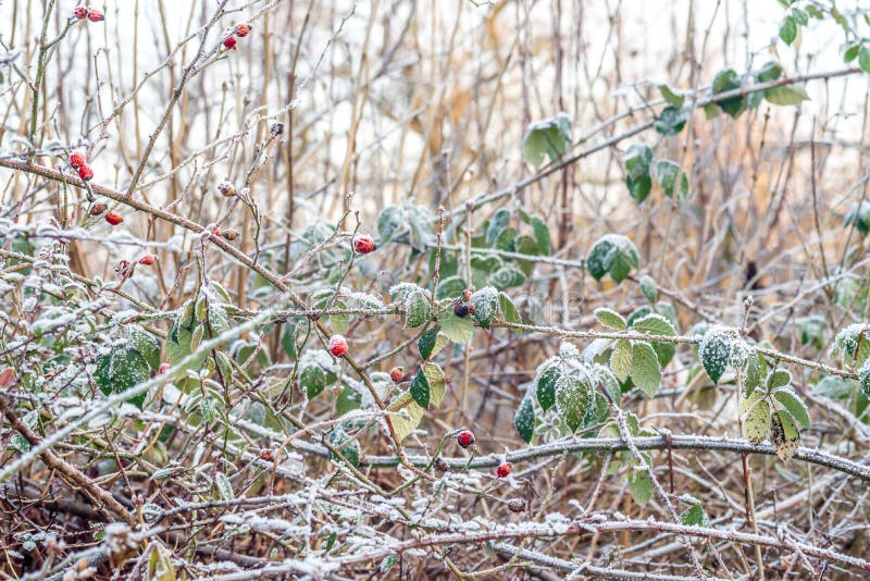 Dog rose Rosa canina covered by snow ice crystals