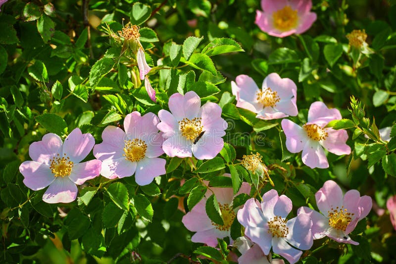 Dog rose rosa canina flowers in springtime