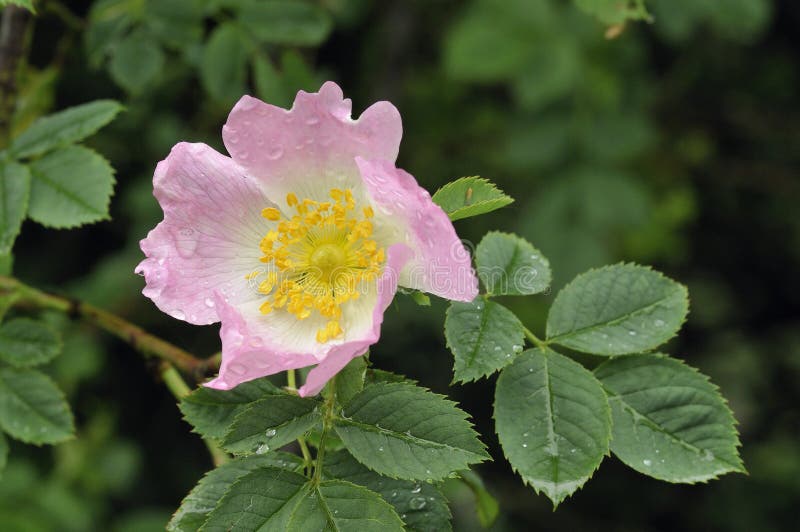 Dog Rose stock photo. Image of shrub, petal, thorn, hedges 64496440