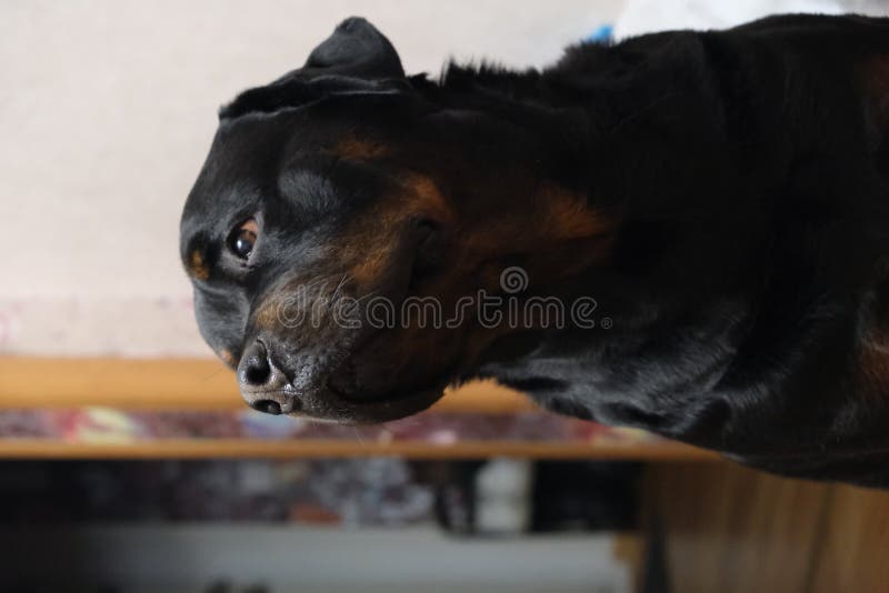 Dog Rottweiler Close Up Portrait At Home Stock Image Image Of Looking