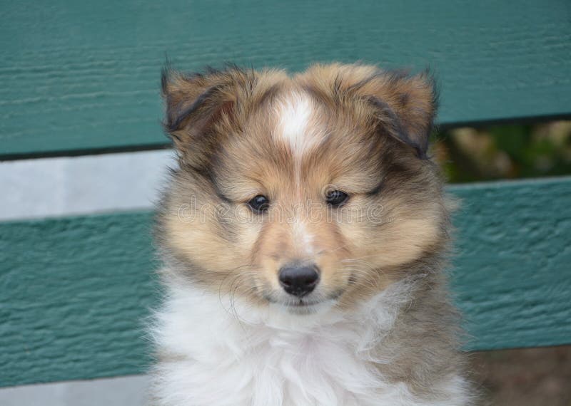 Dog, Rough Collie, Dog Like Mammal, Scotch Collie Picture. Image 123470179