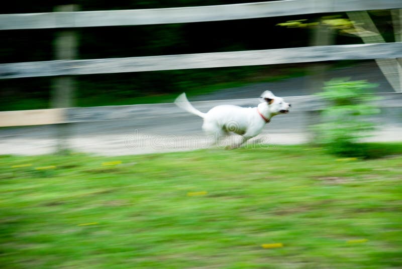 Dog on the Run