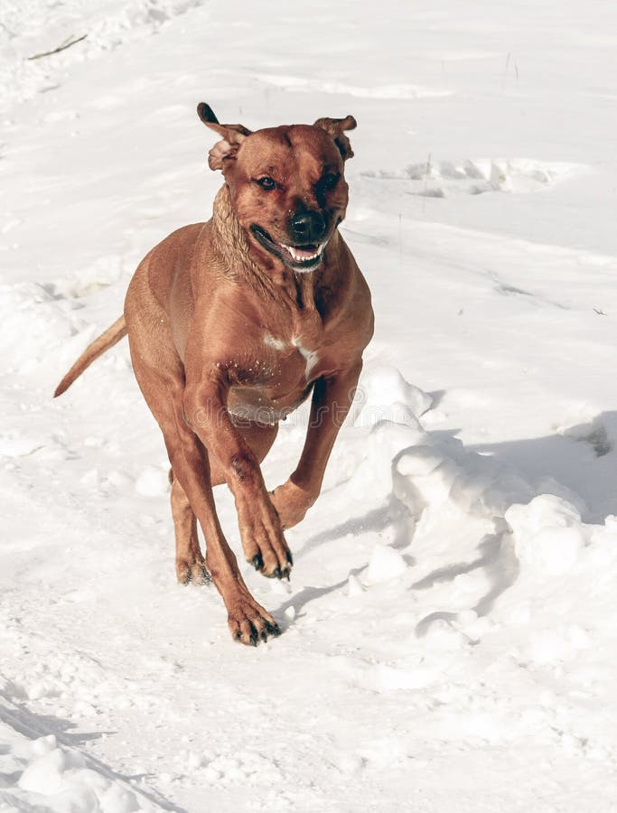 Dog run on hind legs. stock photo. Image of jaws, animal 86715584