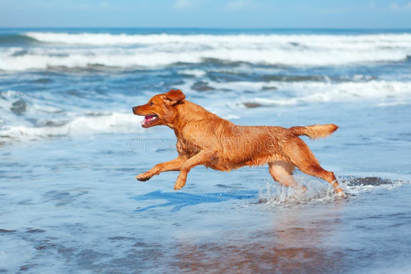 De perro perdiguero de oro sobre el arena Playa.