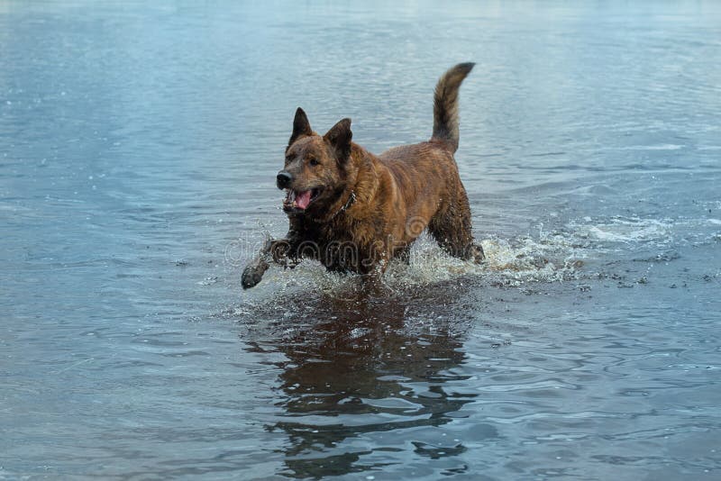 Dog Run in the Water. Dog after Swim in Sea Stock Photo Image of
