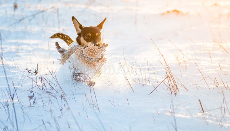 Dog run in winter snow