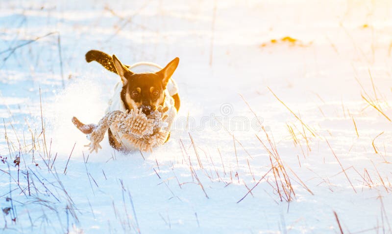 Dog run in winter snow