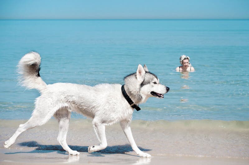 Dog runing along the shoe of sea