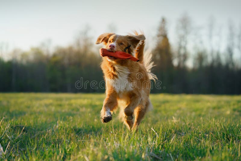 The dog is running. active jack russell terrier is flying across the field. Pet in motion.