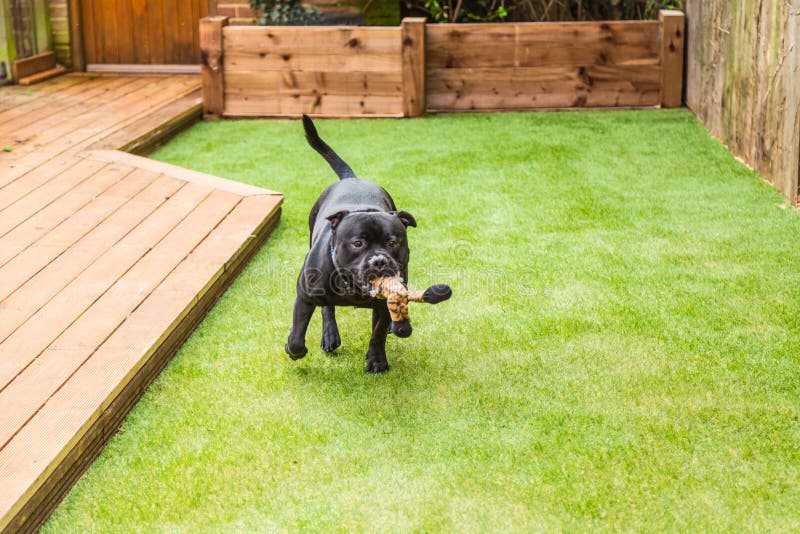 Dog running on artifical grass by decking with a toy in his mouth royalty free stock photo Dog running on artifical grass by decking with a toy in his mouth royalty free stock photo
