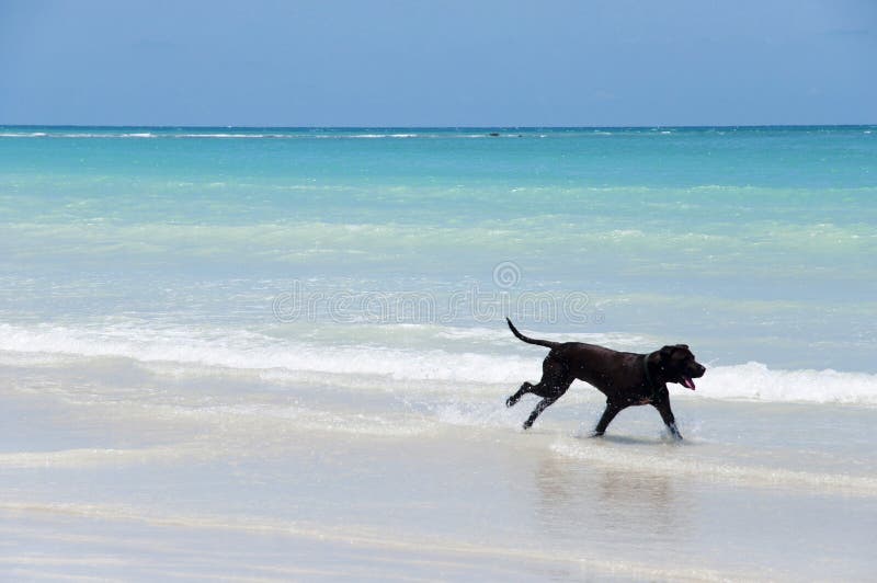 dog cable run australia