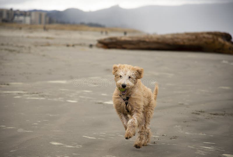 Dog running on beach with tennis ball in mouth stock photography Dog running on beach with tennis ball in mouth stock photography