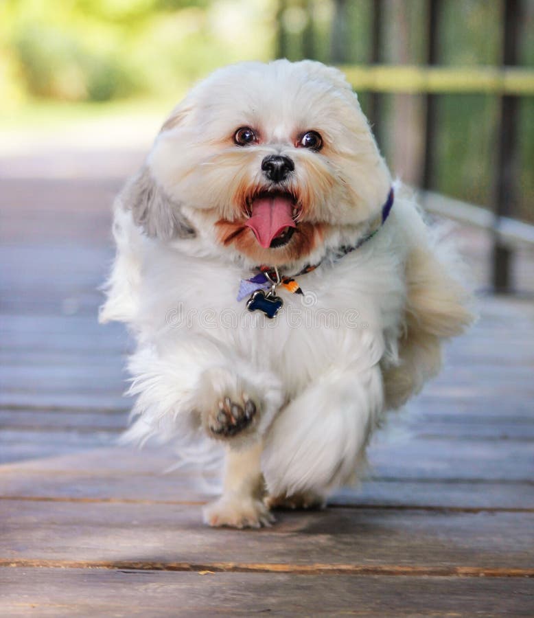 A dog running on a bridge
