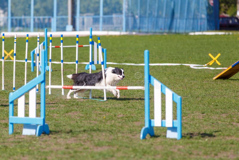 Dog Running Its Course on Dog Agility Sport Competition Stock Photo