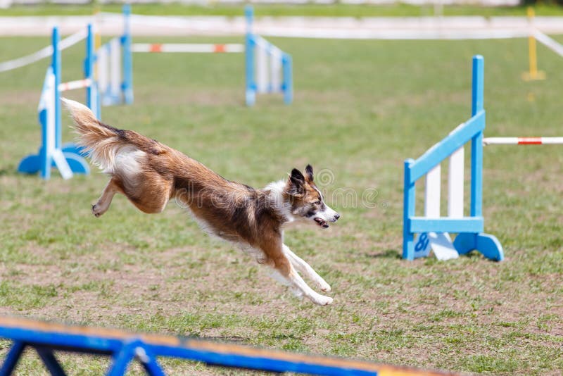 Dog Running Its Course on Dog Agility Sport Competition Editorial Stock