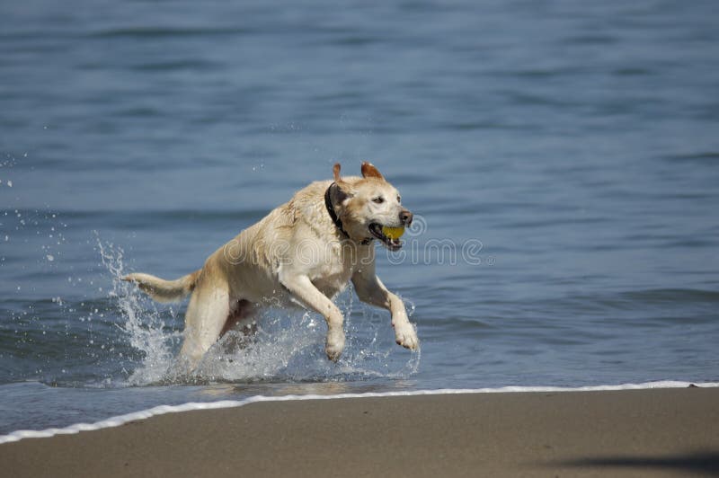 Dog running out of San Francisco Bay 1