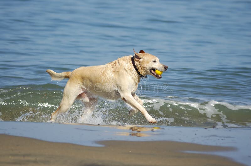 Dog running out of San Francisco Bay 3