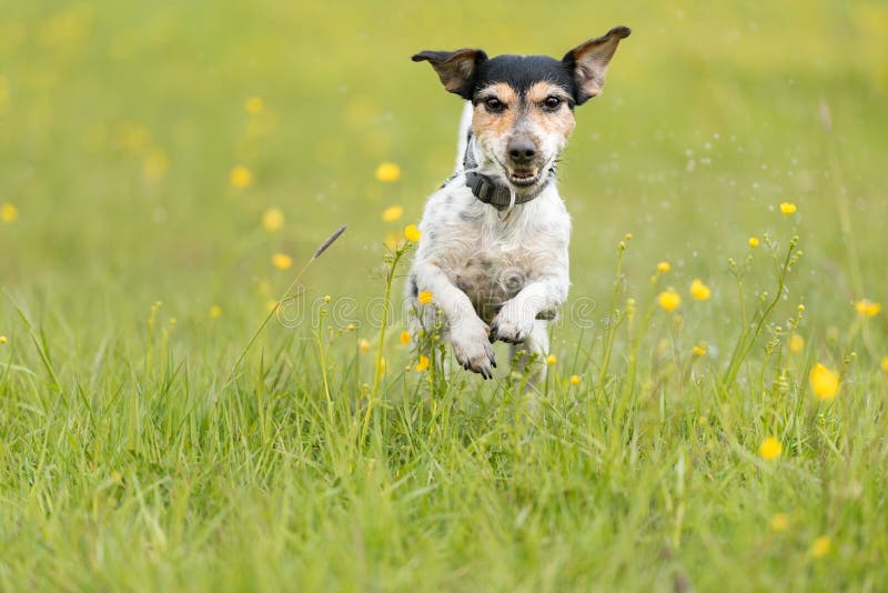 Dog running over dripping wet meadow - jack russell terrier seven years old stock photo Dog running over dripping wet meadow - jack russell terrier seven years old stock photo