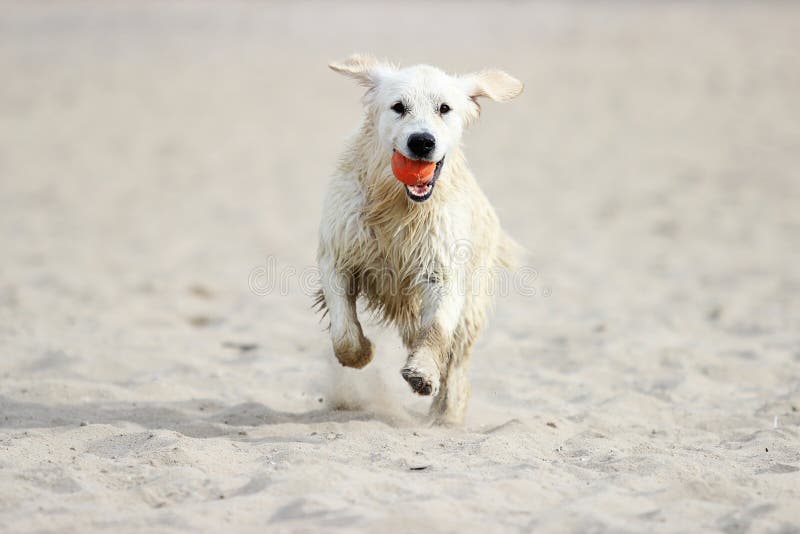 Dog running on sand stock photo. Image of motion, nature 95957378