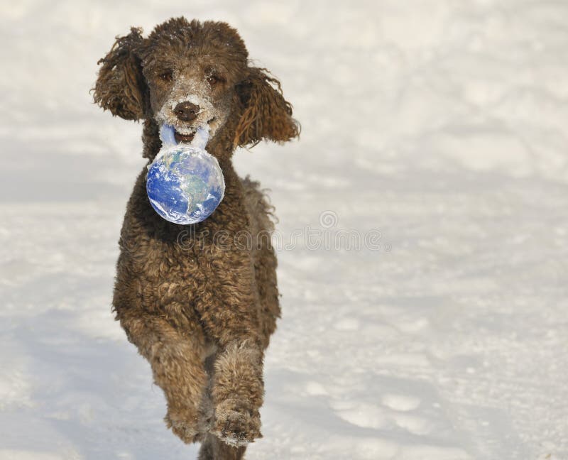 Happy Poodle With Purple Hair Bows And Neck Scarf Stock Image Image