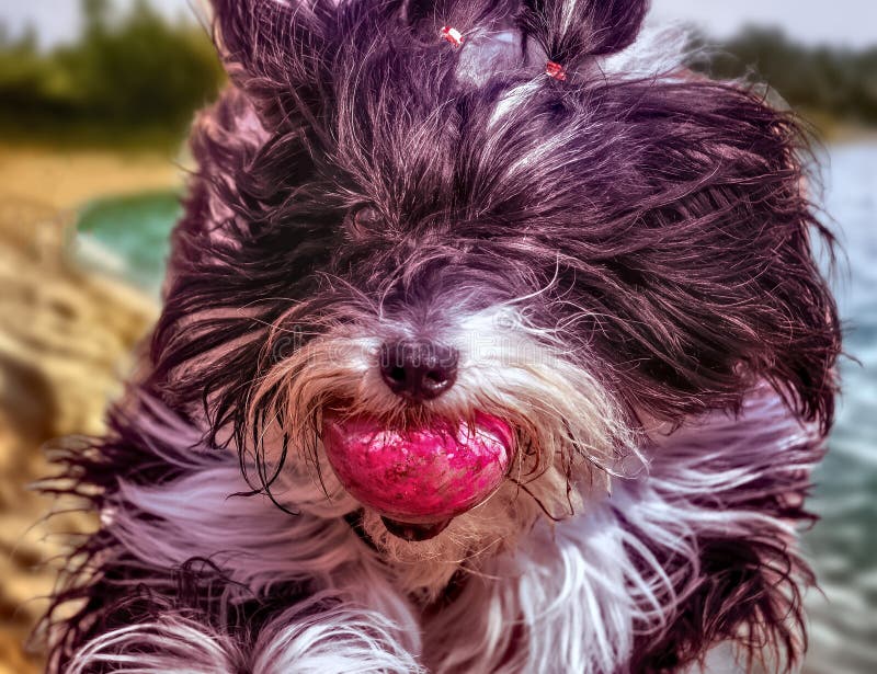 Dog with a tennis ball stock image. Image of eyes, face 176166825