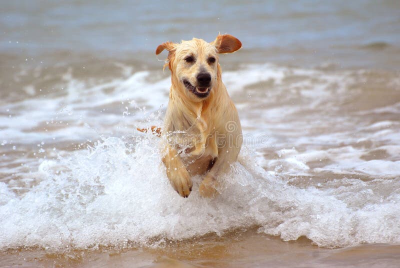 Dog running in water stock photo. Image of activity, breed 18000630