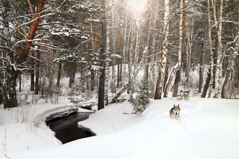 Cane che corre nel bosco d'inverno, vicino a una foresta creek.