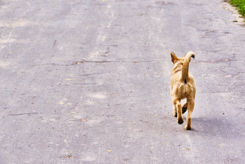 Dog Runs Down The Road General Plan Color Stock Photo Image of nature