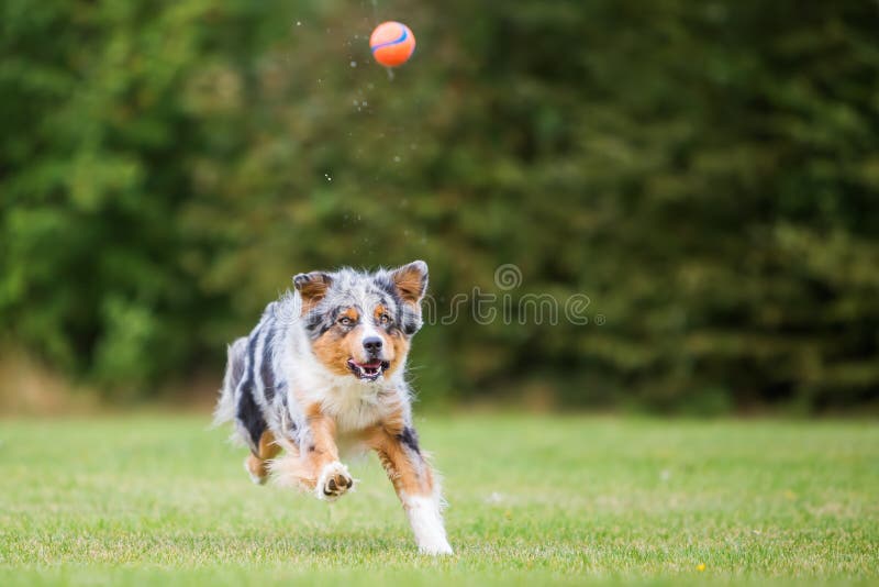 Dog Runs and Jumps for a Food Bag Stock Photo Image of pure, shepherd 77988752